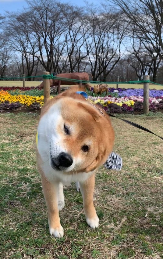 “柴ドリル”中の銀次くん