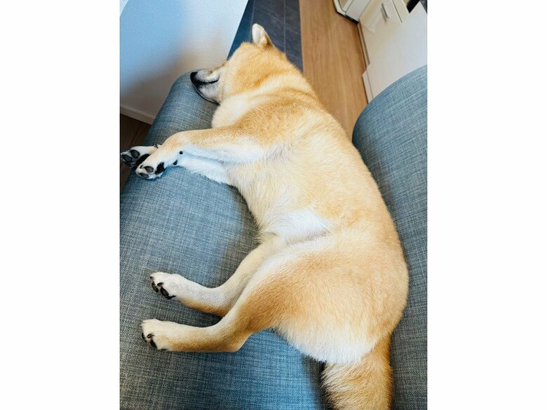 寝てやるもんねー（すぴー）