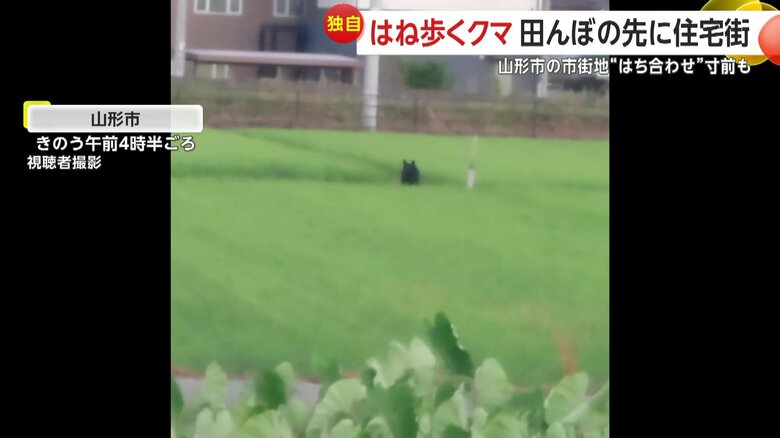 田んぼをはね歩くクマが自転車の男性とニアミスの瞬間③