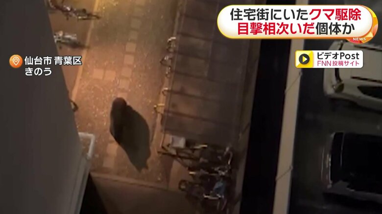 駐車場をゆっくり歩くクマ