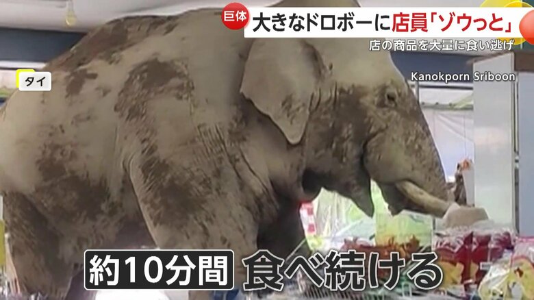 約10分間、ゾウは店の商品を食べ続けたというゾウ