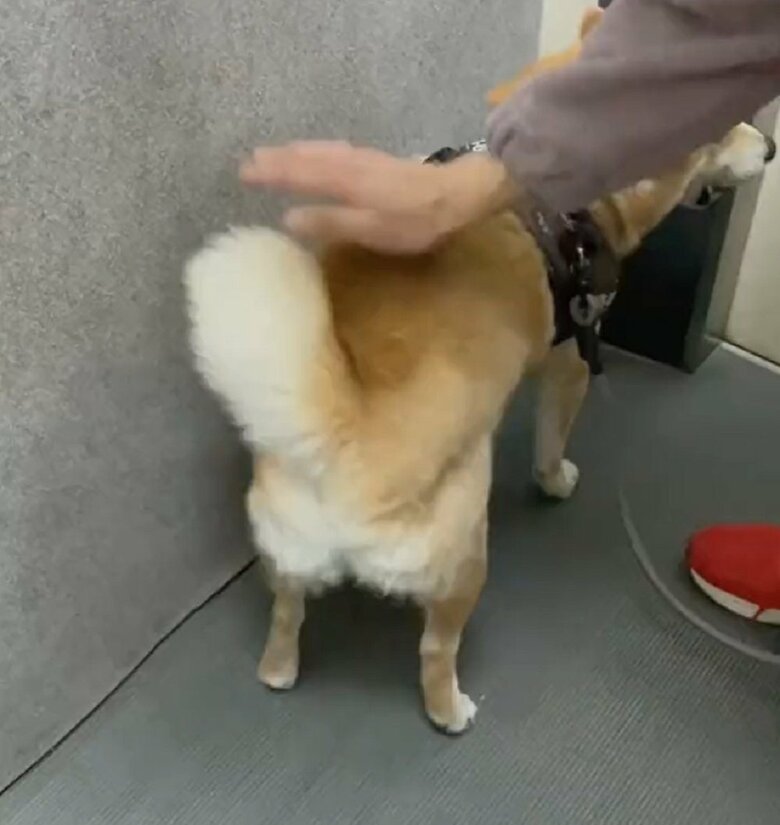 腰トントン開始