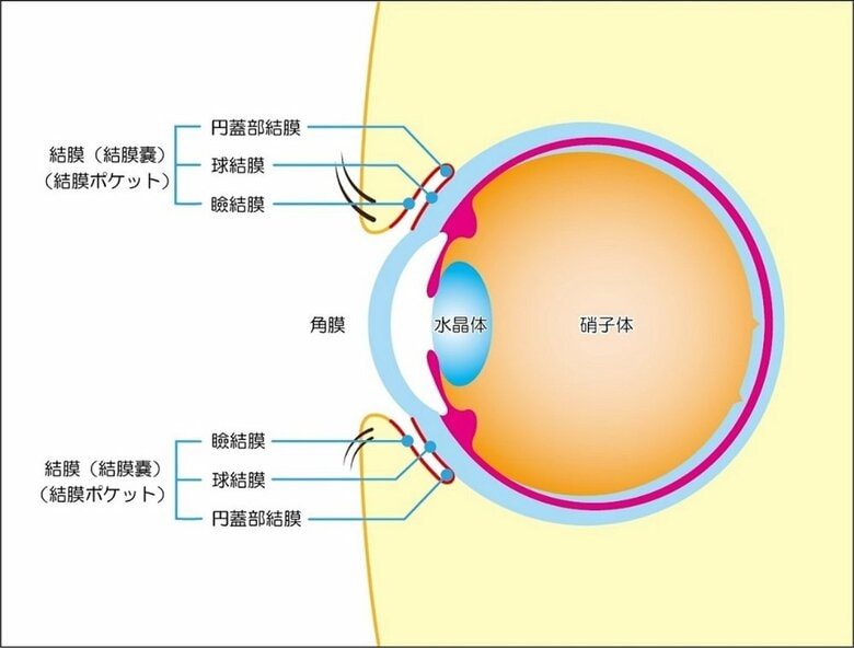 目の構造（提供：冨田実アイクリニック銀座）
