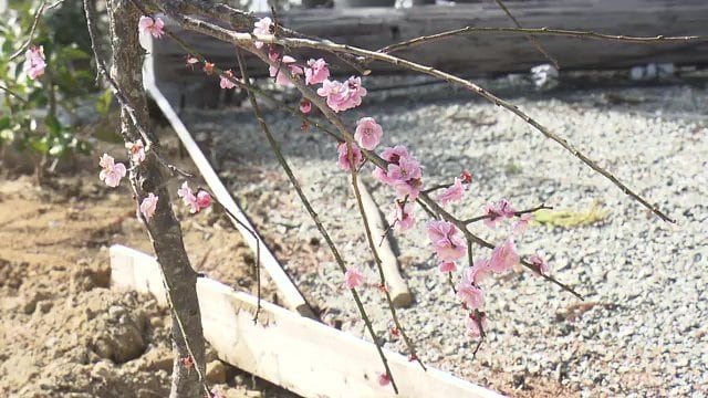 山口さんが避難先で育て植樹　人が訪れる場所に