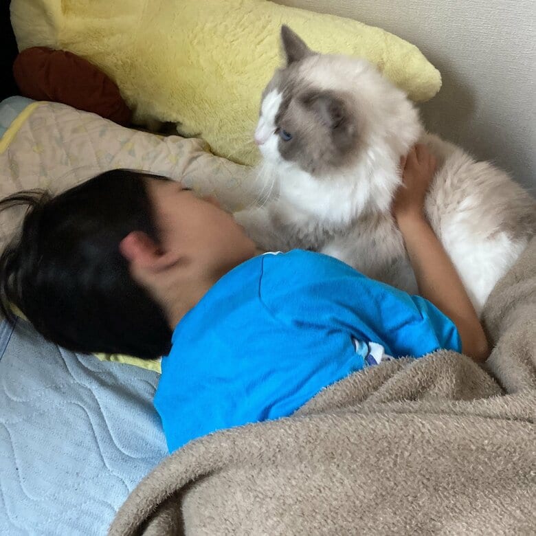 猫パンチの瞬間