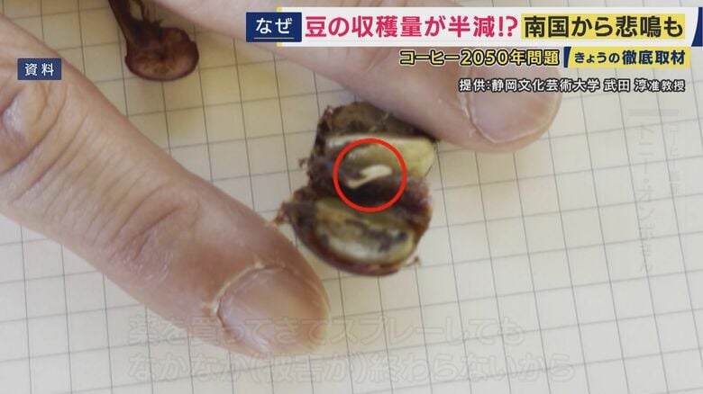 虫による食害