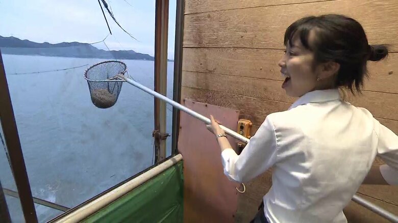 網いっぱいにアミエビが…