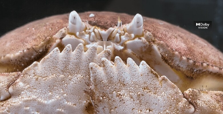 マルソデカラッパのアップ