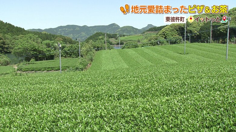 長崎県内一の茶どころ・東彼杵町には茶畑が広がる