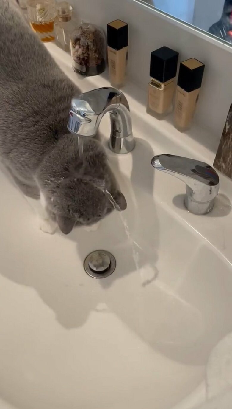 自分の頭に水をかぶってしまっていた（提供：八海山くんの飼い主さんTwitterアカウント）