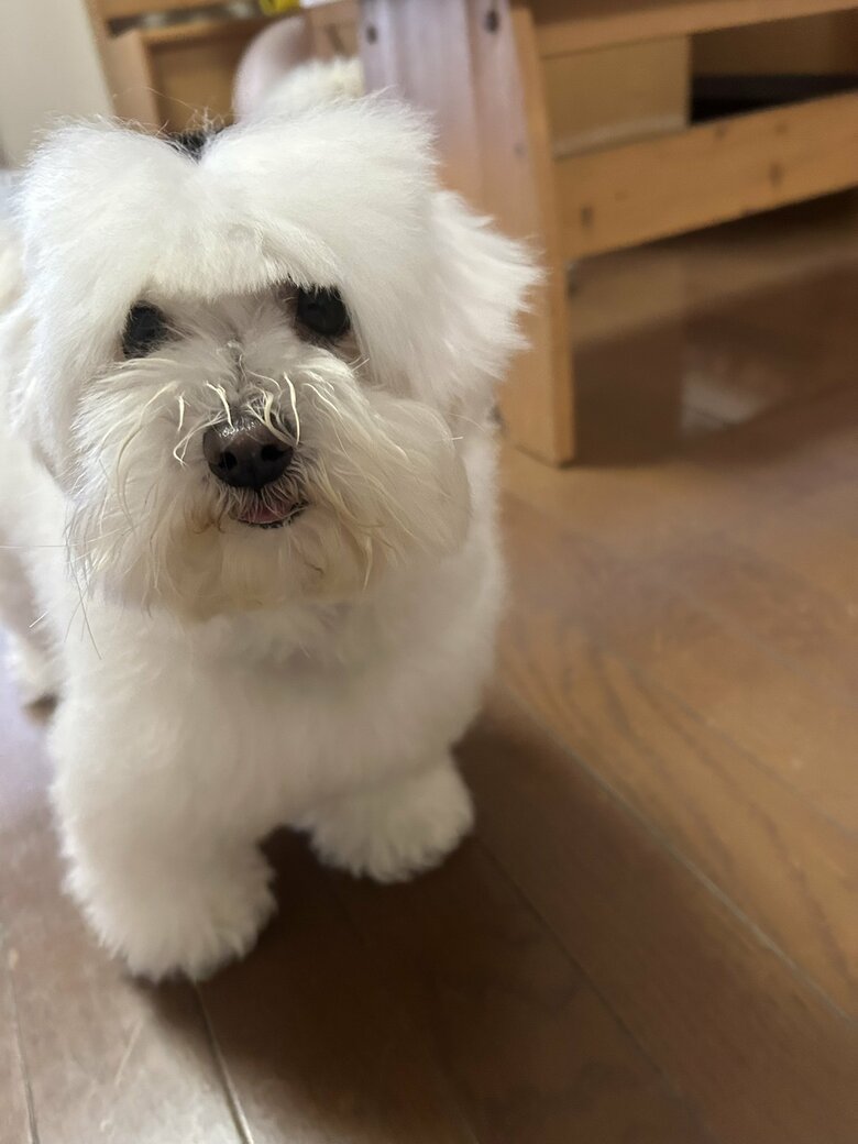 （画像：飼い主さん提供）