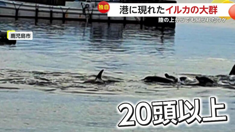 鹿児島市の港を泳ぐイルカの群れ