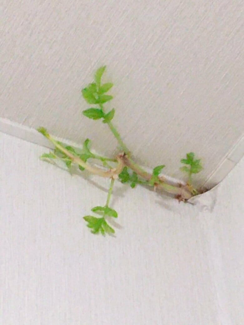 隙間からひょっこり生えてきているのが分かる（8月8日発見当初）