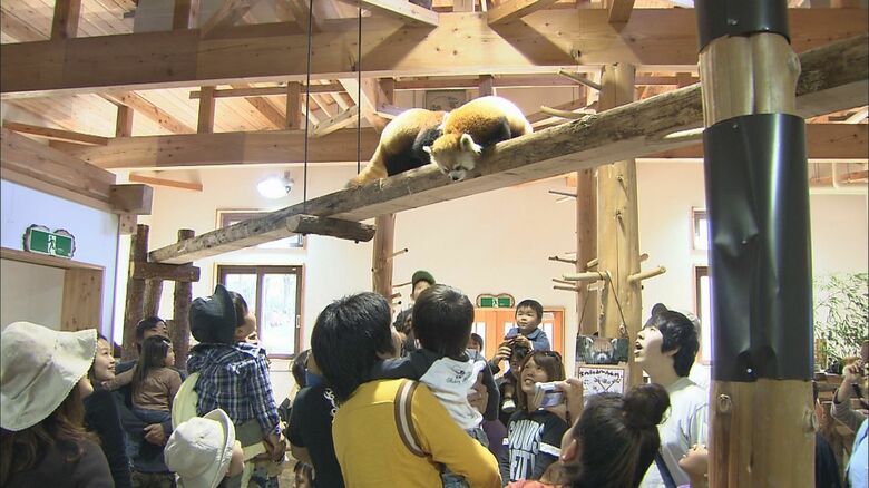 2009年　レッサーパンダの森