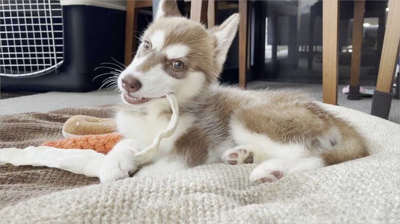 カメラ目線のマリアンちゃん