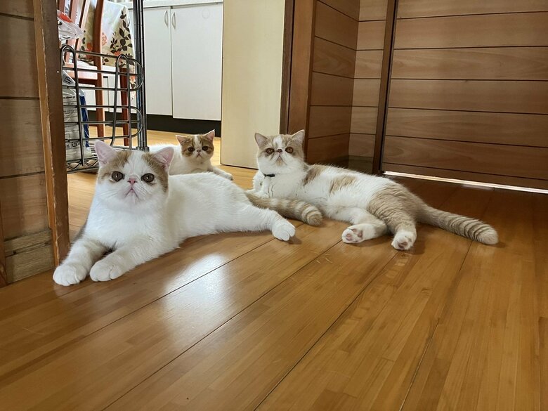 画像提供：エキゾのきなこさん。