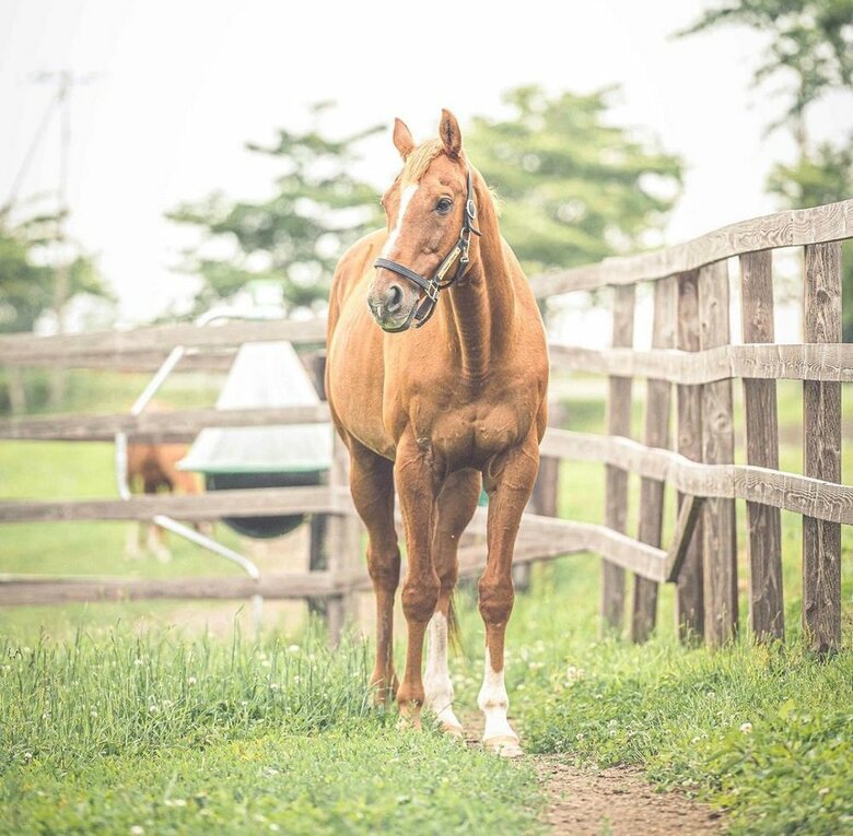 アドマイヤジャパン