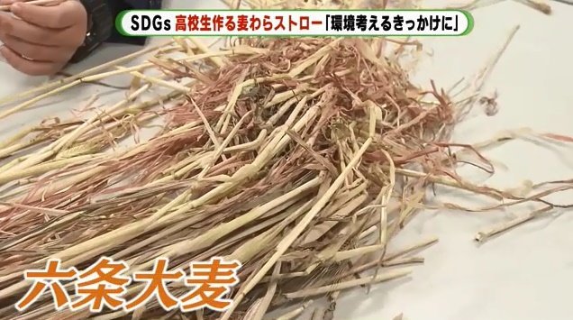 高校生たちが育てた六条大麦が原料