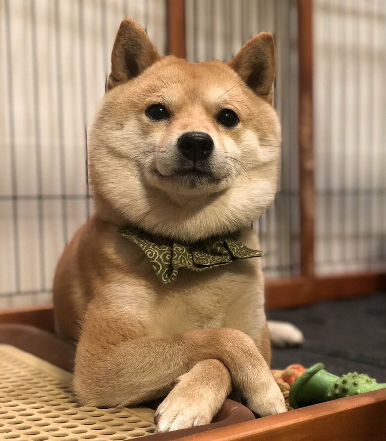 独身時代の豆千代くん