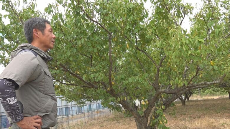 「福井梅」の産地、若狭町の農家も危機感