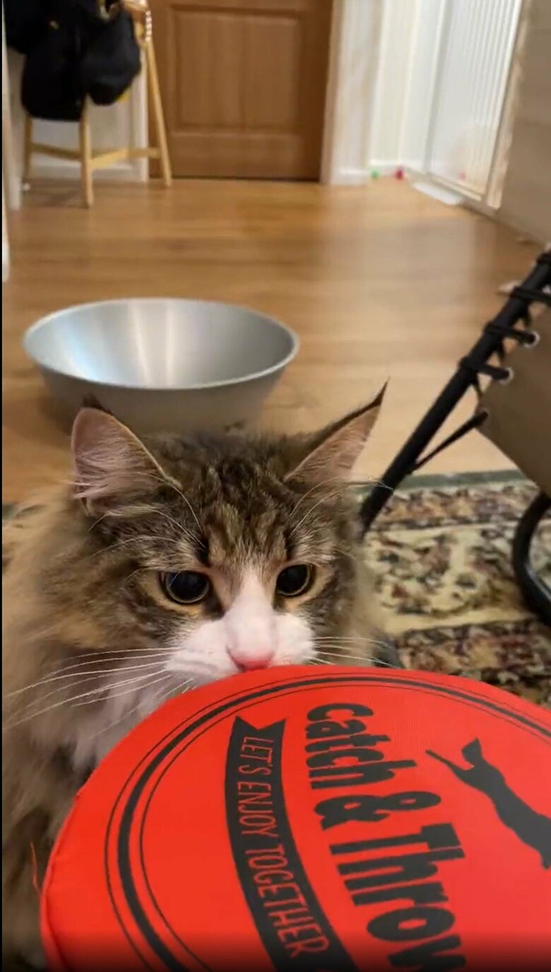 提供：しろあん でっかい北欧猫さん