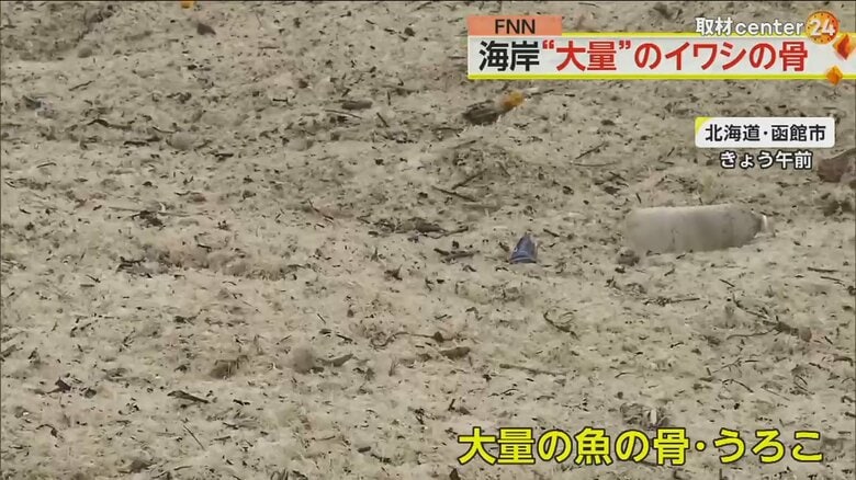 大量の魚の骨やウロコが見つかった北海道・函館市の海岸