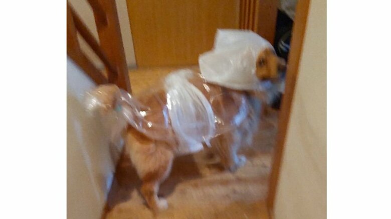 しっぽもきちんと守られている