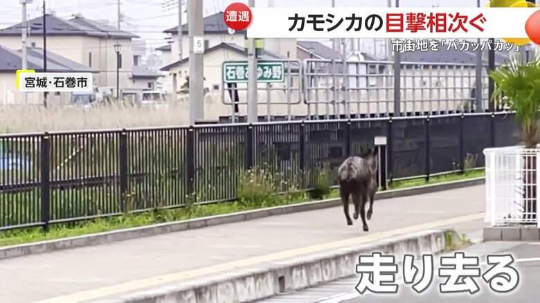 こちらをじっと見つめたあと、そのまま走り去っていったカモシカ