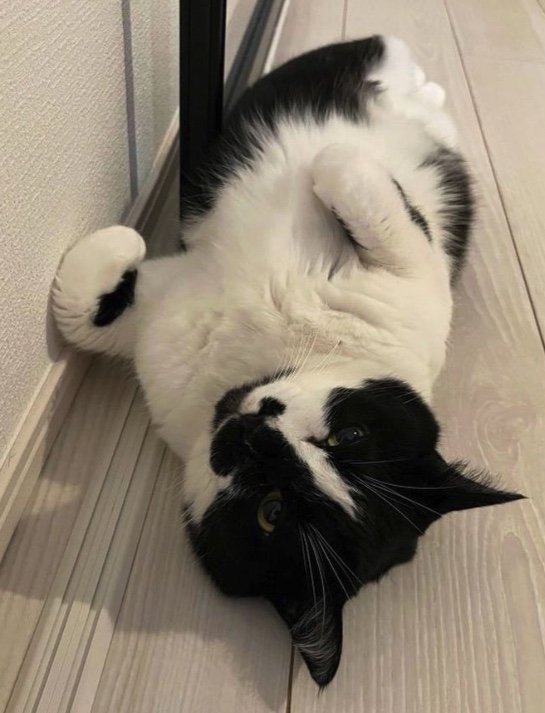 提供：卵山玉子先生