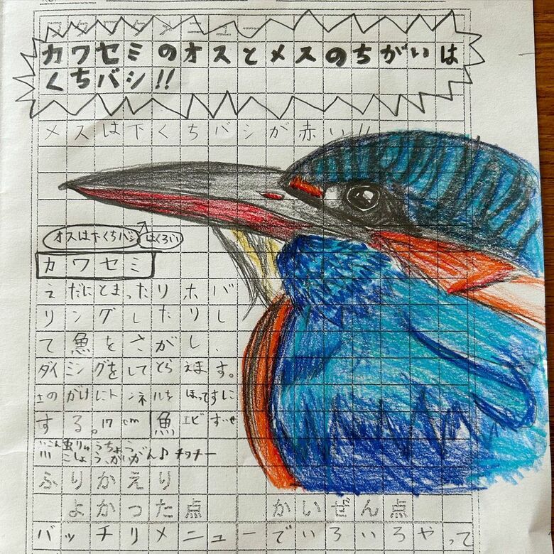 小学3年生の時に描いた「カワセミ」