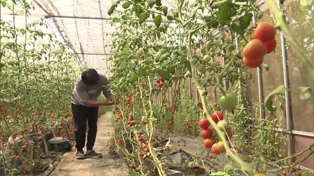 今すぐ涼しくなってほしい…農家の願い