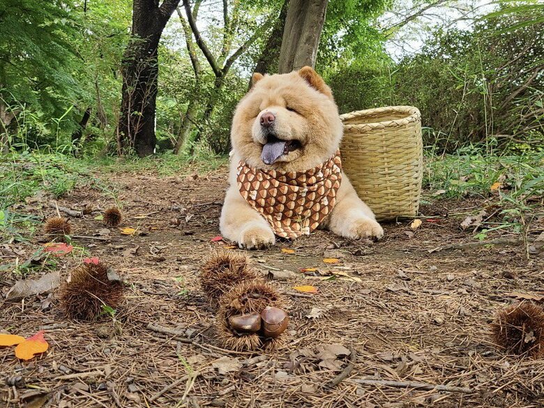 栗とくり蔵くん