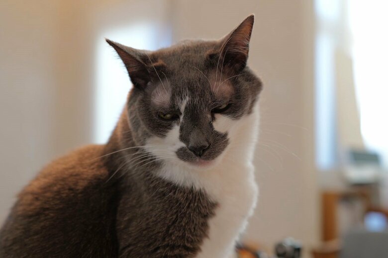 真っ白な毛もチャームポイント