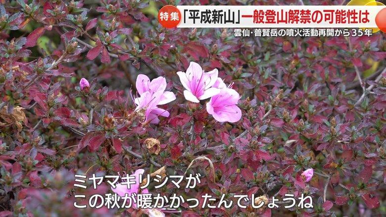 ミヤマキリシマを発見