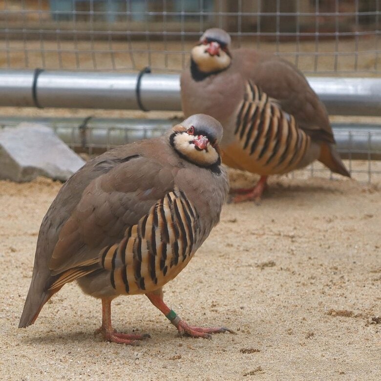 カメラ目線をバッチリと決めるイワシャコ（提供：松江フォーゲルパーク）