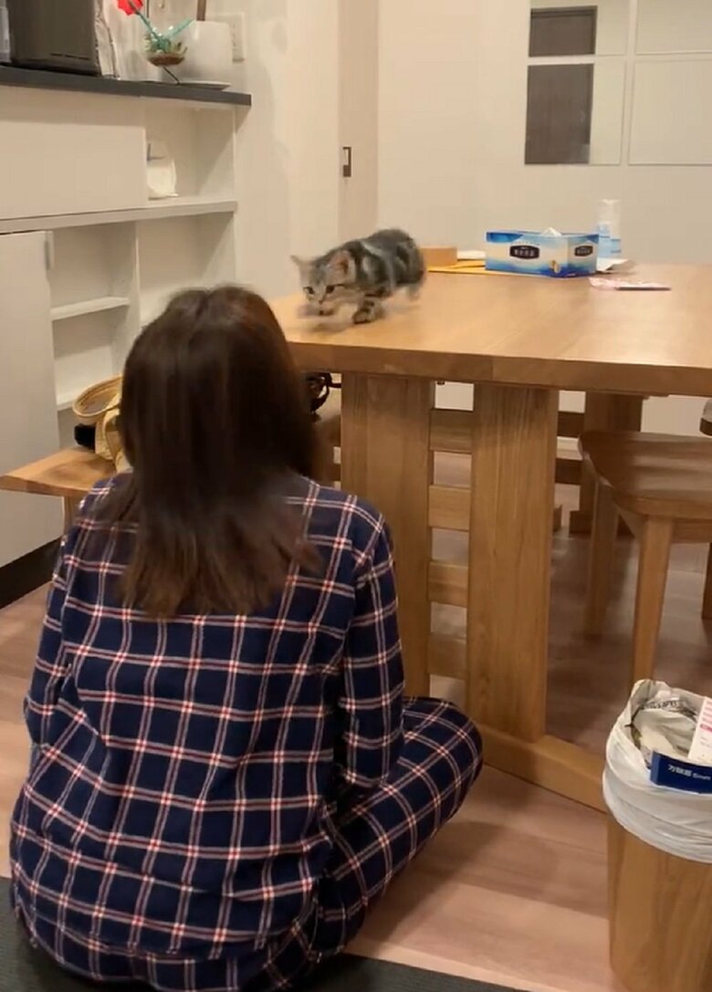 あと少しと思った瞬間、飼い主さんが顔を出す