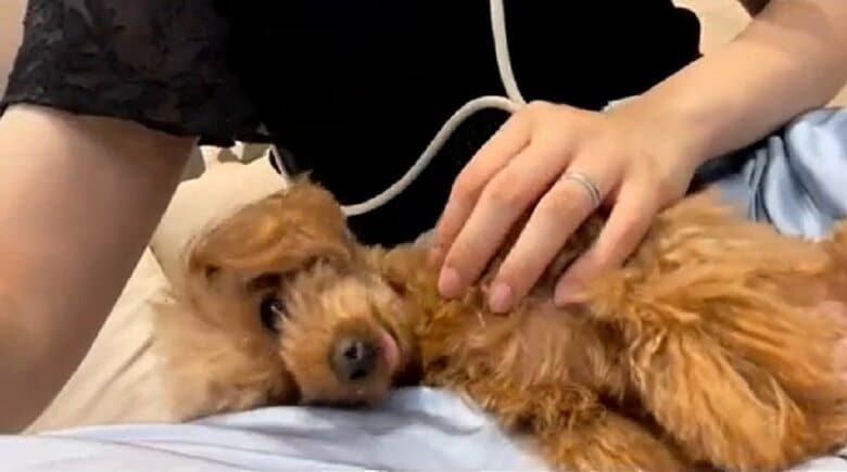 ママさん帰宅後の様子　膝上で甘えている