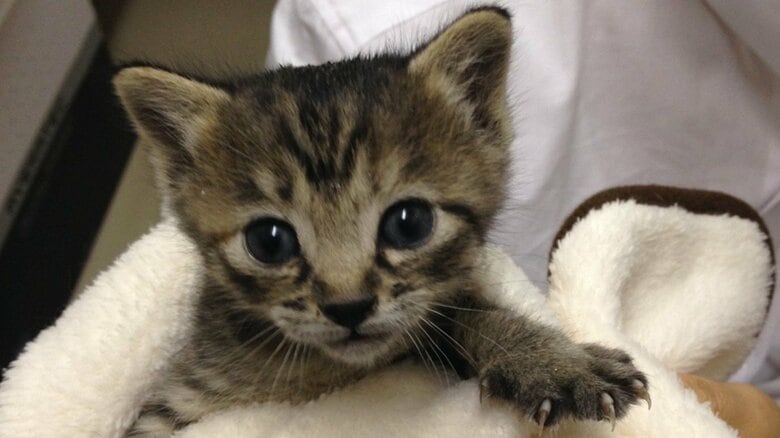 救出された当時のゆずちゃん