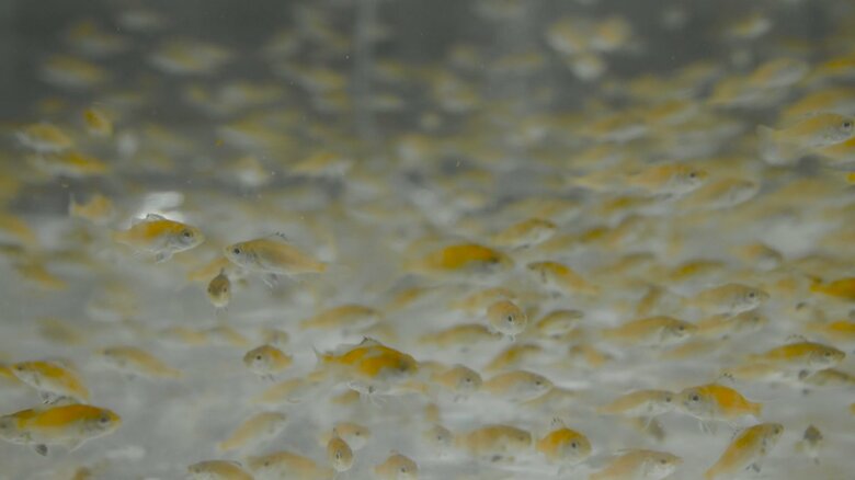 提供：近畿大学