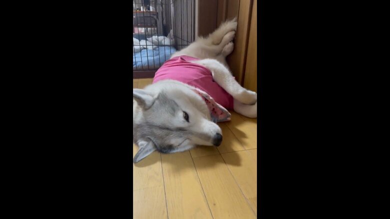 2匹が降りた後も表情を変えずじっとしているユキちゃん