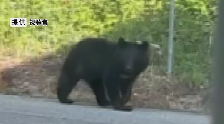 道路を歩くクマ（提供：視聴者）