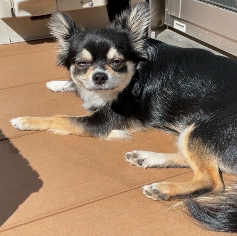 日向ぼっこ中はどうしても老け込む（提供：チワワのごまじろーさん）