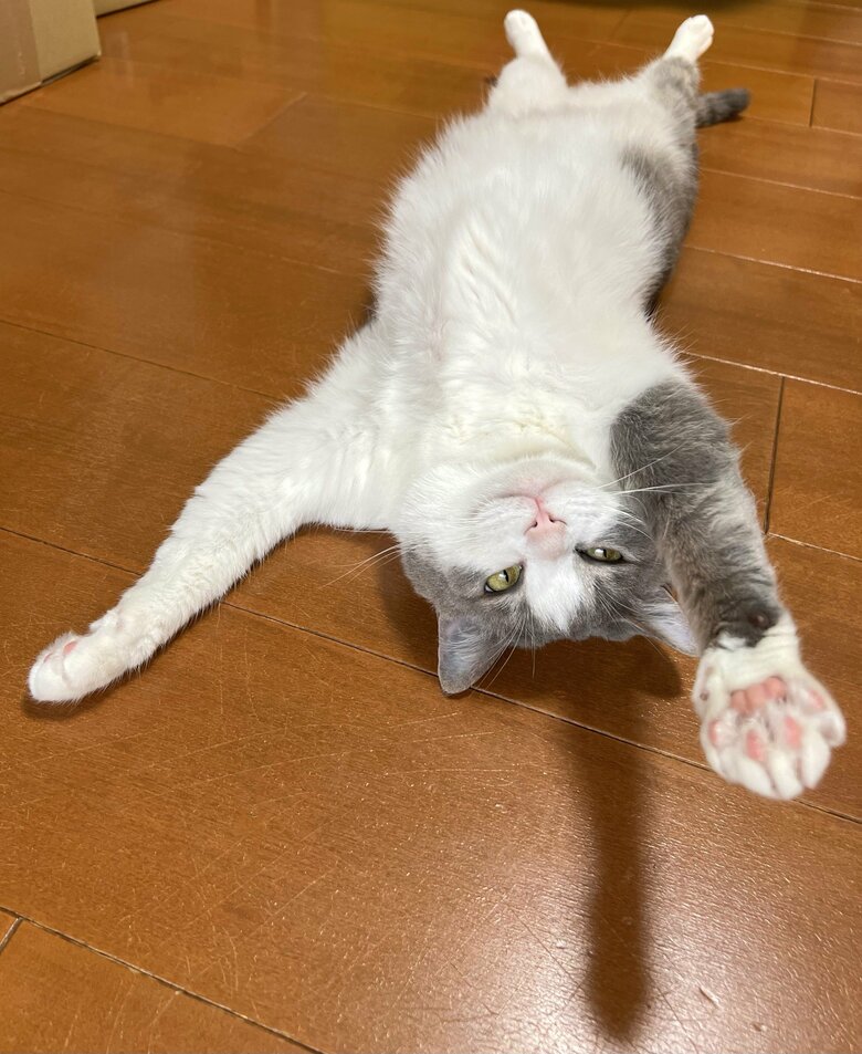 提供：いずもん/まろ様さん