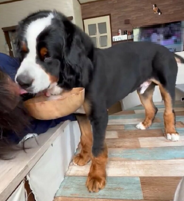 八兵衛くんが顔をペロッ！うれしそうな様子