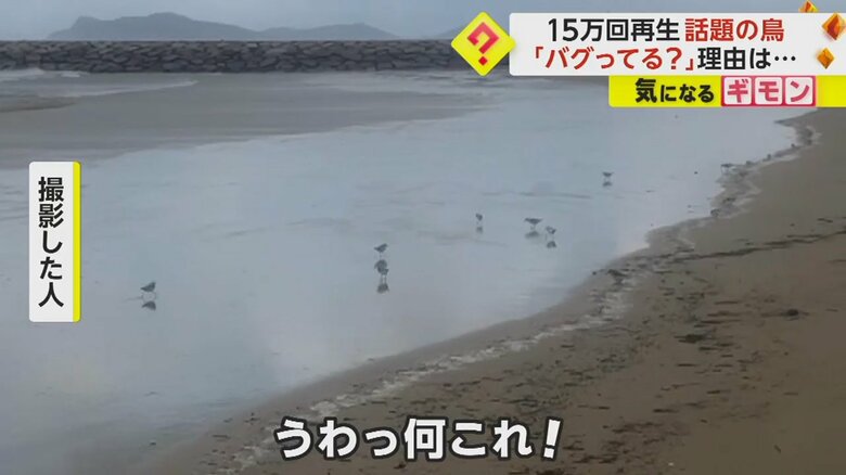 撮影した人が「うわっ何これ！」と話した鳥の動き