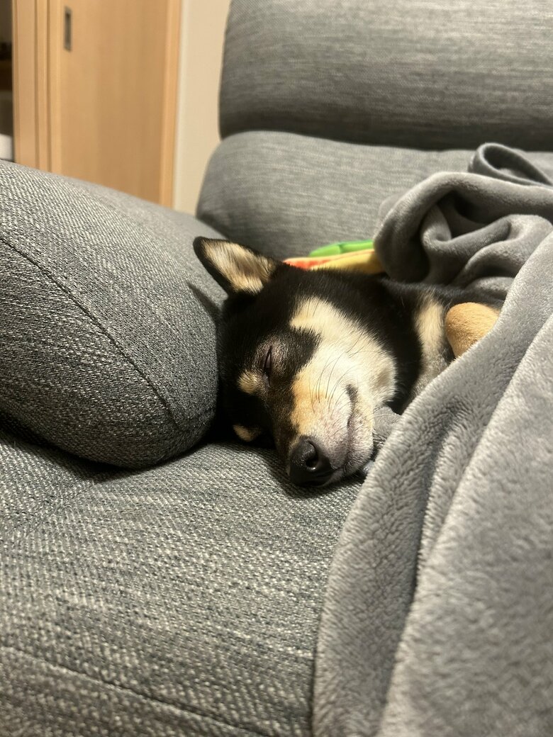 提供：豆柴ごま娘さん