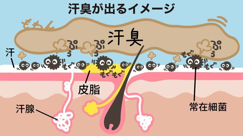 汗臭発生のイメージ図（イラスト：さいとうひさし）