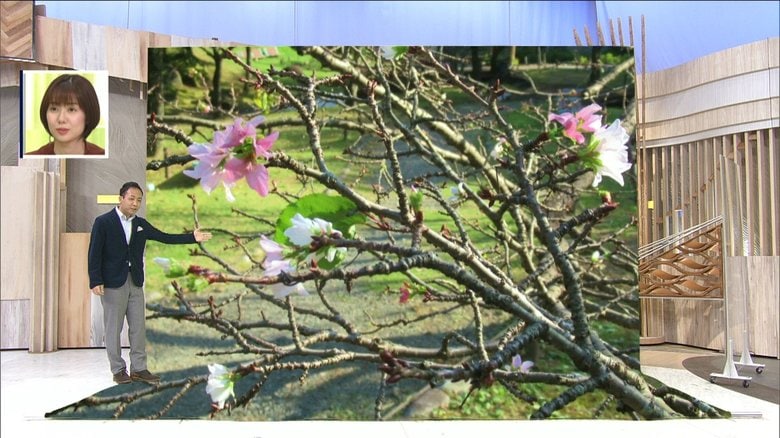 秋なのに「桜が咲いた!」ソメイヨシノが春と間違え開花…いったい何を間違えた?