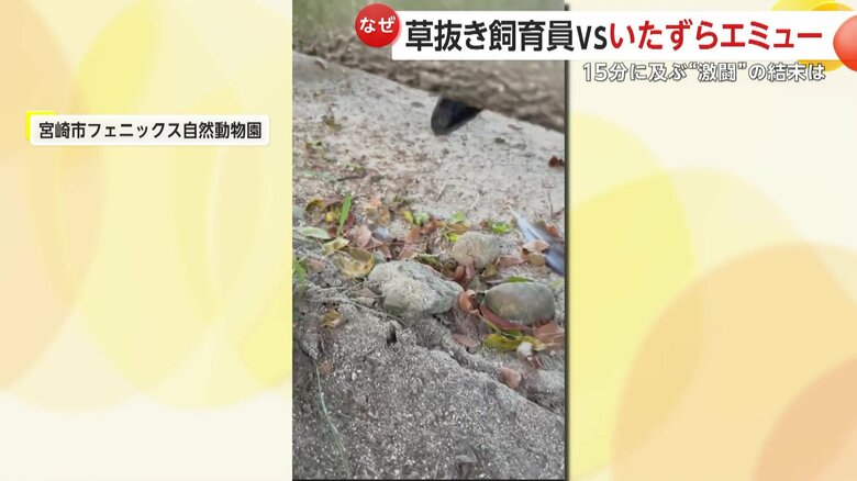 除草作業をしていた飼育員の手をつつくエミューの「エミー」