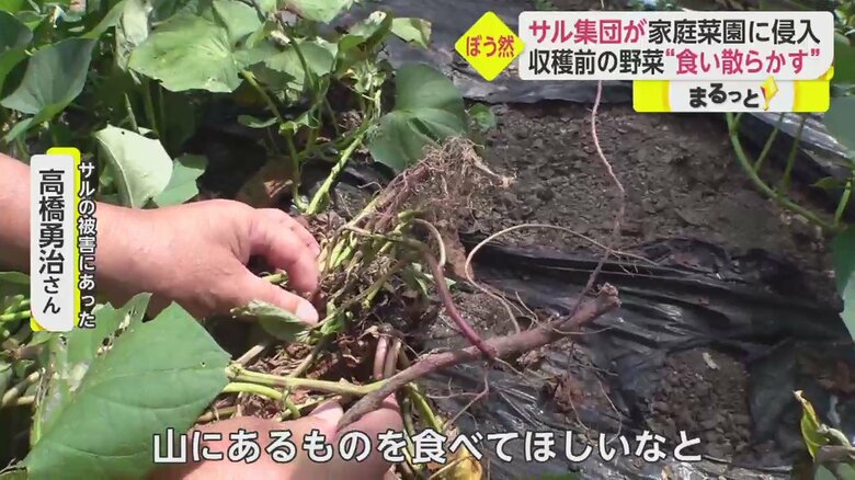 「イット！」8月16日放送分より